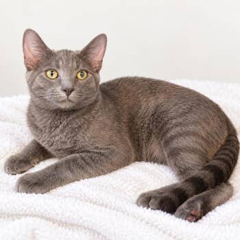 Remy -  Domestic Short Hair Cat for Adoption in Tucson, Arizona - Remy | PetCurious