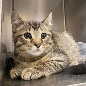 Lime -  Domestic Short Hair Cat for Adoption in Huntsville, Alabama - Lime | PetCurious