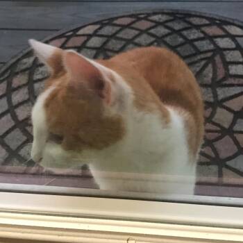 Jimothy -  Domestic Short Hair Cat for Adoption in Washington, District Of Columbia - Jimothy | PetCurious