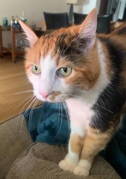 Natasha & Vera -  Domestic Short Hair Cat for Adoption in Kirkland, Washington - Natasha & Vera | PetCurious