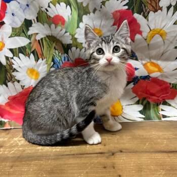 Harriet -  Domestic Short Hair Cat for Adoption in Normal, Illinois - Harriet | PetCurious
