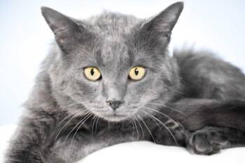 Domestic Short Hair Cats Available for Adoption in Loveland, Colorado - CATRICK SWAYZE | PetCurious