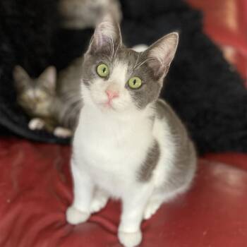 Rescue Domestic Short Hair Cats for Adoption in Los Angeles, California - Luca | PetCurious
