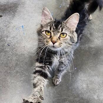 Kaity Lynn -  Domestic Long Hair Cat for Adoption in Shinnston, West Virginia - Kaity Lynn | PetCurious