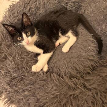 Xena -  Domestic Short Hair Cat Available for Adoption in San Antonio, Texas - Xena | PetCurious