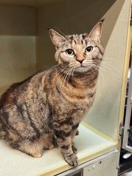 Rescue Domestic Short Hair Cats for Adoption in Peace River, Alberta - Robin | PetCurious