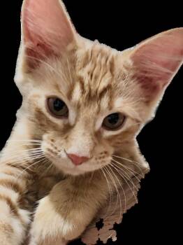 FryFry -  Tabby and Domestic Long Hair Cat for Adoption in Dallas, Texas - FryFry | PetCurious