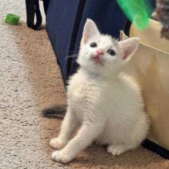 Lampy -  Domestic Medium Hair and Domestic Short Hair Cat for Adoption in Denver, Colorado - Lampy | PetCurious