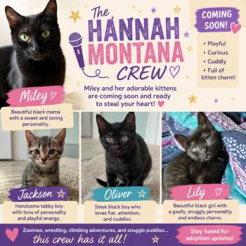 Oliver -  Domestic Short Hair Cat for Adoption in Huntsville, Alabama - Oliver | PetCurious