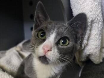 GINKO -  Domestic Short Hair Cat for Adoption in Palo Alto, California - GINKO | PetCurious