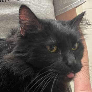 Rescue Domestic Short Hair Cats for Adoption in Murray, Utah - Bella | PetCurious