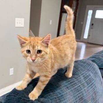 George -  Domestic Short Hair Cat for Adoption in Rochester, Minnesota - George | PetCurious