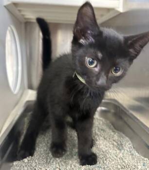 Queenie -  Domestic Short Hair Cat for Adoption in Cincinnati, Ohio - Queenie | PetCurious