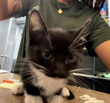Domestic Short Hair Cats Available for Adoption - RONNIE | PetCurious