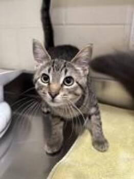 homer -  Domestic Short Hair Cat for Adoption in Manitowoc, Wisconsin - Homer | PetCurious