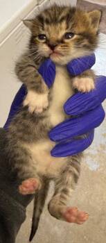 Meowaukee -  Domestic Short Hair Cat for Adoption in Greencastle, Indiana - Meowaukee | PetCurious