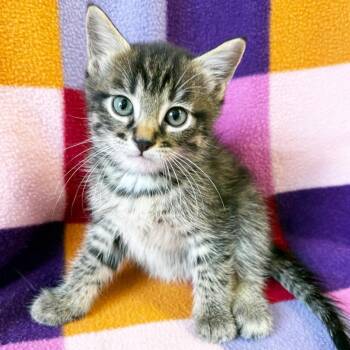 Roman -  Domestic Short Hair Cat for Adoption in Mt. Juliet, Tennessee - Roman | PetCurious