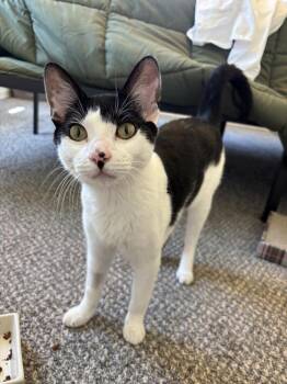 Domestic Short Hair Cats Available for Adoption - Mira | PetCurious