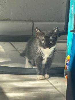 Rescue Tuxedo Cats for Adoption in Miami, Florida - Calira | PetCurious