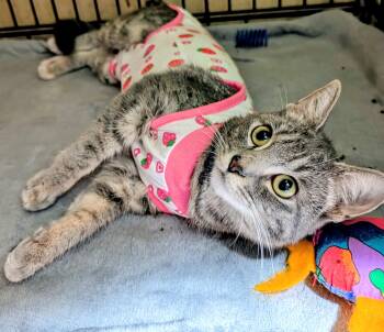 Dove -  Domestic Short Hair Cat for Adoption - Dove | PetCurious