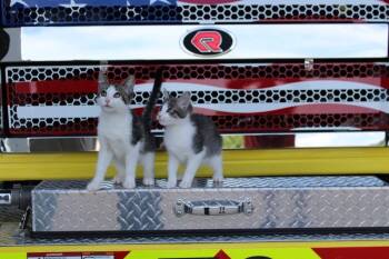 Wee -  Domestic Short Hair and Tabby Cat for Adoption in Minneapolis, Minnesota - Wee | PetCurious