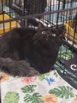 Wolfie -  Domestic Medium Hair Cat for Adoption in Grovetown, Georgia - Wolfie | PetCurious