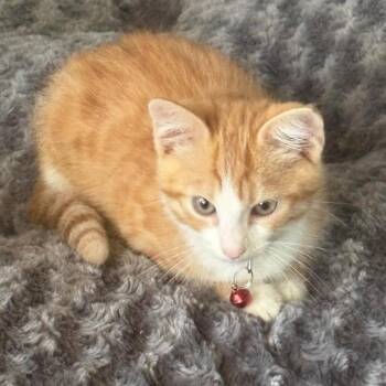 Pumpkin Spice -  Domestic Short Hair Cat for Adoption in Lutz, Florida - Pumpkin Spice | PetCurious