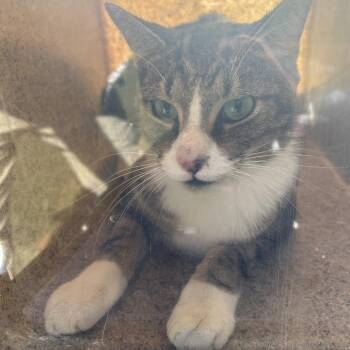 Burlington Rd Trapped Stray -  Domestic Short Hair Cat for Adoption in Roxboro, North Carolina - Burlington Rd Trapped Stray | PetCurious