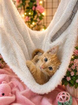 Domestic Short Hair Cats Available for Adoption in Corpus Christi, Texas - Trouble | PetCurious