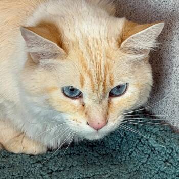 Domestic Medium Hair Cats Available for Adoption - Kilo | PetCurious