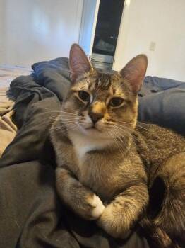 Elowen, or Alvin -  Domestic Short Hair Cat for Adoption in Anchorage, Alaska - Elowen, Or Alvin | PetCurious