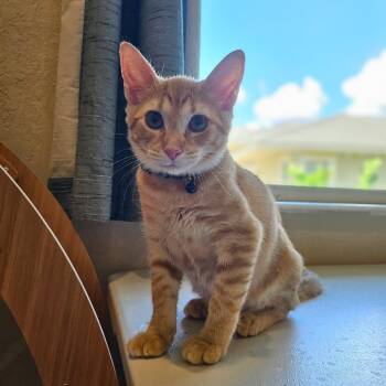 Butterscotch -  Domestic Short Hair Cat for Adoption in Fort Lauderdale, Florida - Butterscotch | PetCurious