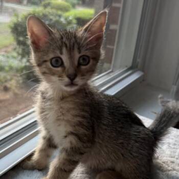 Mora -  Domestic Short Hair Cat for Adoption in Cumming, Georgia - Mora | PetCurious