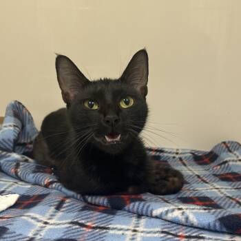 Tornado -  Domestic Medium Hair Cat for Adoption in Charleston, West Virginia - Tornado | PetCurious