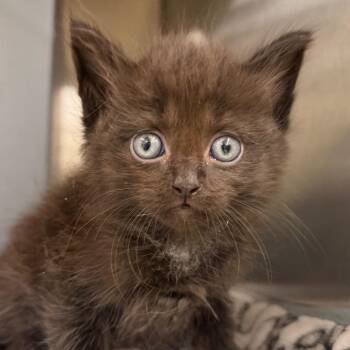 Carhart -  Domestic Short Hair Cat for Adoption in West Palm Beach, Florida - Carhart | PetCurious