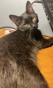 Batman -  Domestic Medium Hair Cat for Adoption in Fort Collins, Colorado - Batman | PetCurious