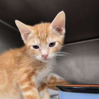 Clark -  Domestic Short Hair Cat for Adoption in Belfair, Washington - Clark | PetCurious