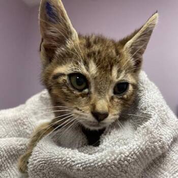 Sir Timothy -  Domestic Short Hair Cat for Adoption in Vancouver, Washington - Sir Timothy | PetCurious