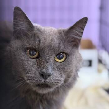 Rescue Domestic Long Hair Cats for Adoption in Redwood Valley, California - Morticia | PetCurious