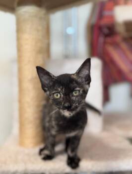 Kairi -  Domestic Short Hair Cat for Adoption in Tucson, Arizona - Kairi | PetCurious
