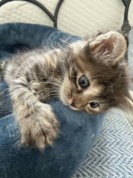 Domestic Short Hair Cats Available for Adoption in Fort Worth, Texas - Jackie | PetCurious