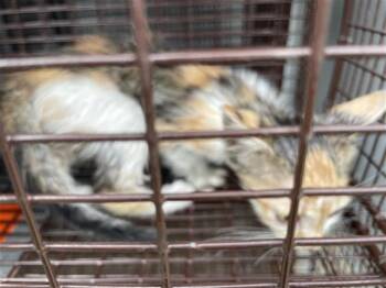 A657941 -  Domestic Short Hair Cat for Adoption in Houston, Texas - A657941 | PetCurious