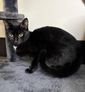 Morticia -  Domestic Short Hair Cat for Adoption in Savannah, Georgia - Morticia | PetCurious