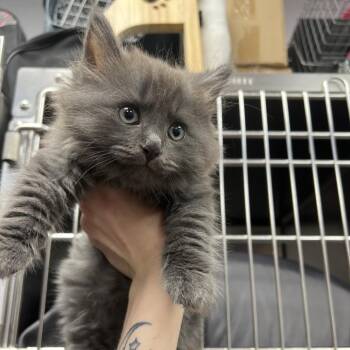 Mitch -  Domestic Medium Hair Cat for Adoption in Abbotsford, British Columbia - Mitch | PetCurious
