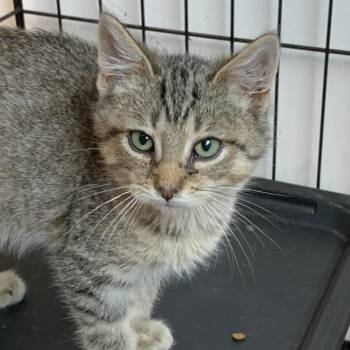 Rescue Domestic Short Hair Cats for Adoption in Cleveland, Mississippi - Cedar | PetCurious