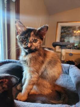 Cortado -  Domestic Short Hair Cat for Adoption in Minneapolis, Minnesota - Cortado | PetCurious