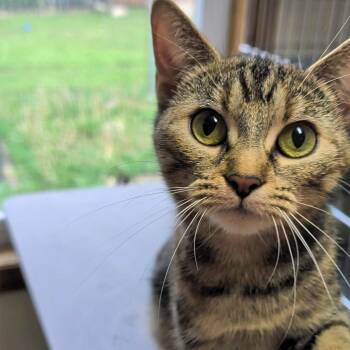 Domestic Short Hair Cats Available for Adoption in West Jefferson, Ohio - Izzy | PetCurious