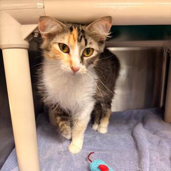 Puff -  Domestic Medium Hair Cat for Adoption in Indianapolis, Indiana - Puff | PetCurious