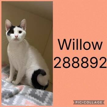 WILLOW -  Domestic Short Hair Cat for Adoption in Macon, Georgia - WILLOW | PetCurious