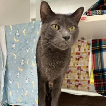 Domestic Short Hair Cats Available for Adoption - Dior (ID 50716/887) | PetCurious
